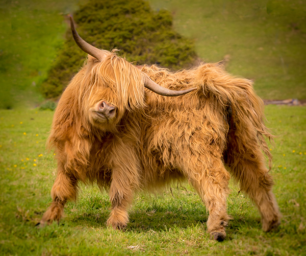 Made in Shropshire Market, Lindsey B Images