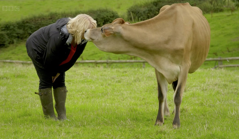 Made in Shropshire - Nanny Janny and Jersey cow