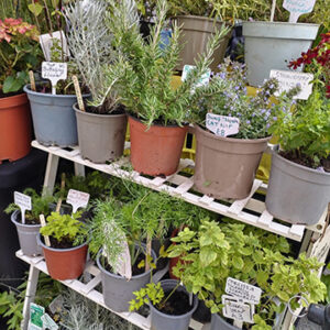 Buzzy Bees stall at Made in Shropshire, Shrewsbury