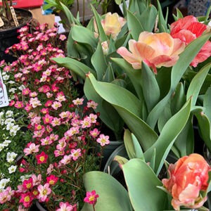 Buzzy Bees stall at Made in Shropshire market; close up detail of tulips.