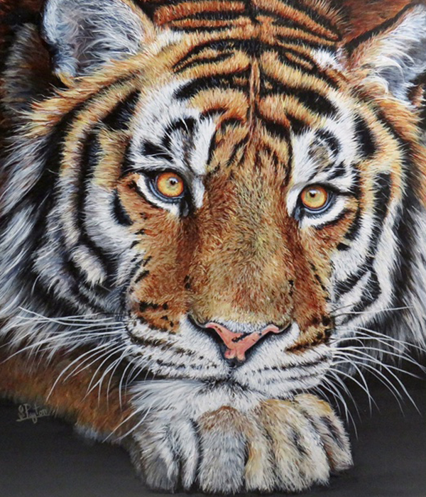 Made-in-Shropshire-Sue-Payton-Tiger-400px